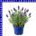 Lavendel lavan angustifolia hidcote 12 cm Topf