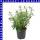 Rosmarin 12 cm Topf