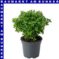 Oregano 12 cm Topf