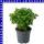 Oregano 12 cm Topf