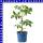 Veredelte Pflaumen-Cherrytomaten Pano orange 12 cm Topf