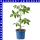Veredelte Pflaumen-Cherrytomaten Pano orange 12 cm Topf