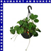 Erdbeeren Ampel 25 cm Topf