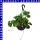 Erdbeeren Ampel 25 cm Topf