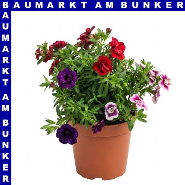 Zauberglöckchen Calibrachoa Trio 12 cm Topf