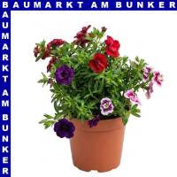 Zauberglöckchen Calibrachoa Trio 12 cm Topf