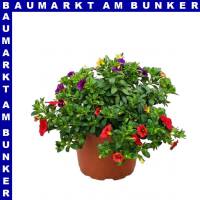 Zauberglöckchen Calibrachoa Trio 12 cm Topf