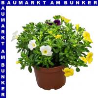 Zauberglöckchen Calibrachoa Trio 12 cm Topf