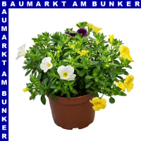 Zauberglöckchen Calibrachoa Trio 12 cm Topf