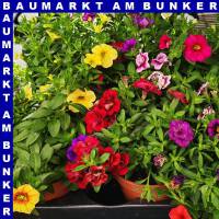 Zauberglöckchen Calibrachoa Trio 12 cm Topf