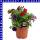 Zauberglöckchen Calibrachoa Trio 12 cm Topf