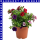 Zauberglöckchen Calibrachoa Trio 12 cm Topf