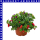 Zauberglöckchen Calibrachoa Trio 12 cm Topf