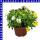 Zauberglöckchen Calibrachoa Trio 12 cm Topf