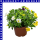 Zauberglöckchen Calibrachoa Trio 12 cm Topf