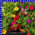 Zauberglöckchen Calibrachoa Trio 12 cm Topf