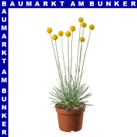 Craspedia globosa Trommelstock 12 cm Topf