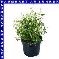 Euphorbia hypericifolia Zauberschnee 12 cm Topf