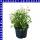 Euphorbia hypericifolia Zauberschnee 12 cm Topf