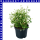 Euphorbia hypericifolia Zauberschnee 12 cm Topf