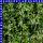Euphorbia hypericifolia Zauberschnee 12 cm Topf