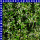 Euphorbia hypericifolia Zauberschnee 12 cm Topf