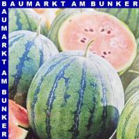 Wassermelone Mini Love 9 cm Topf