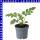 Wassermelone Mini Love 9 cm Topf