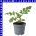 Wassermelone Mini Love 9 cm Topf