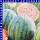 Wassermelone Mini Love 9 cm Topf