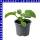 Mini Honigmelone 9 cm Topf