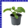 Mini Honigmelone 9 cm Topf