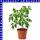 Veredelte Strauchtomaten Paola 12 cm Topf