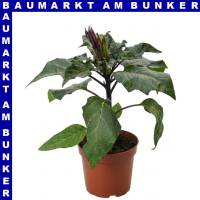 Datura metel Indischer Stechapfel 13 cm Topf