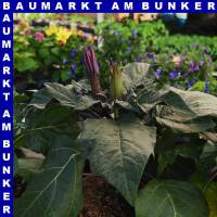 Datura metel Indischer Stechapfel 13 cm Topf