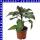 Datura metel Indischer Stechapfel 13 cm Topf