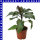 Datura metel Indischer Stechapfel 13 cm Topf