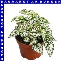 Hypoestes Tüpfelblume 12 cm Topf