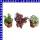 Hypoestes Tüpfelblume 12 cm Topf