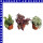 Hypoestes Tüpfelblume 12 cm Topf