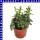 Hypoestes Tüpfelblume 12 cm Topf