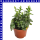 Hypoestes Tüpfelblume 12 cm Topf