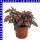 Hypoestes Tüpfelblume 12 cm Topf