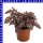Hypoestes Tüpfelblume 12 cm Topf