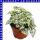 Hypoestes Tüpfelblume 12 cm Topf