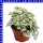 Hypoestes Tüpfelblume 12 cm Topf
