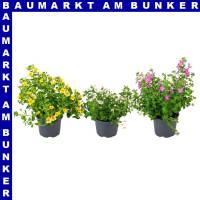 Jamesbritennia 12 cm Topf