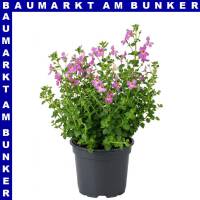 Jamesbritennia 12 cm Topf