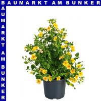 Jamesbritennia 12 cm Topf