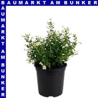 Jamesbritennia 12 cm Topf